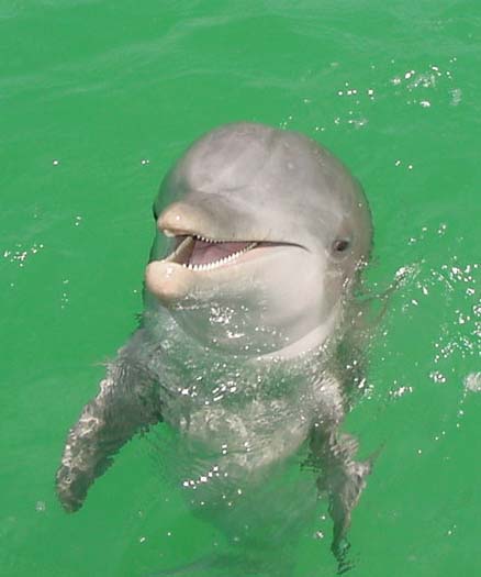 dolphin1.jpg