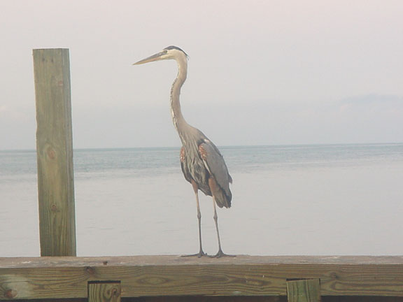 greatblueheron.jpg
