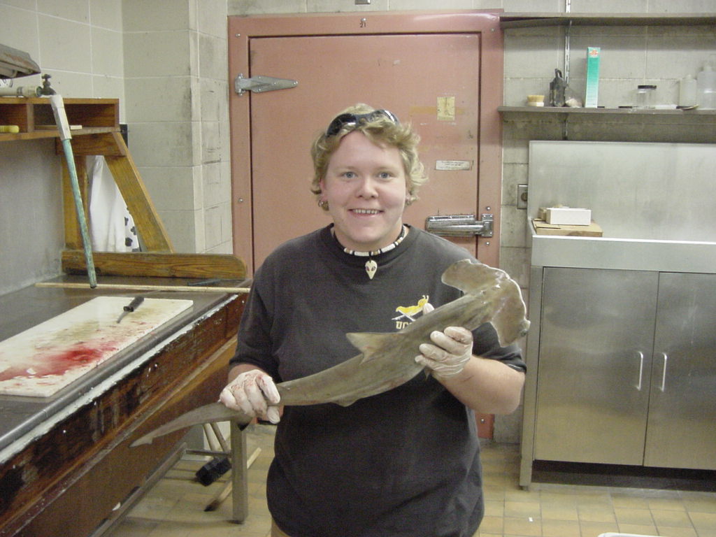 lisescallopedhammerhead.jpg