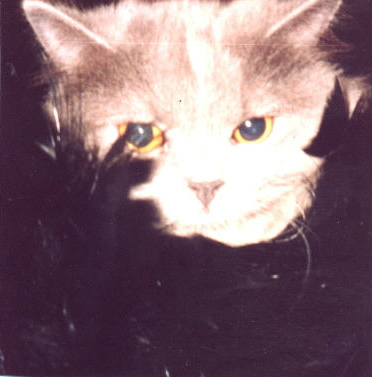 sexytuna.jpg