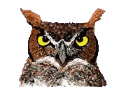 wickedowlblink.gif